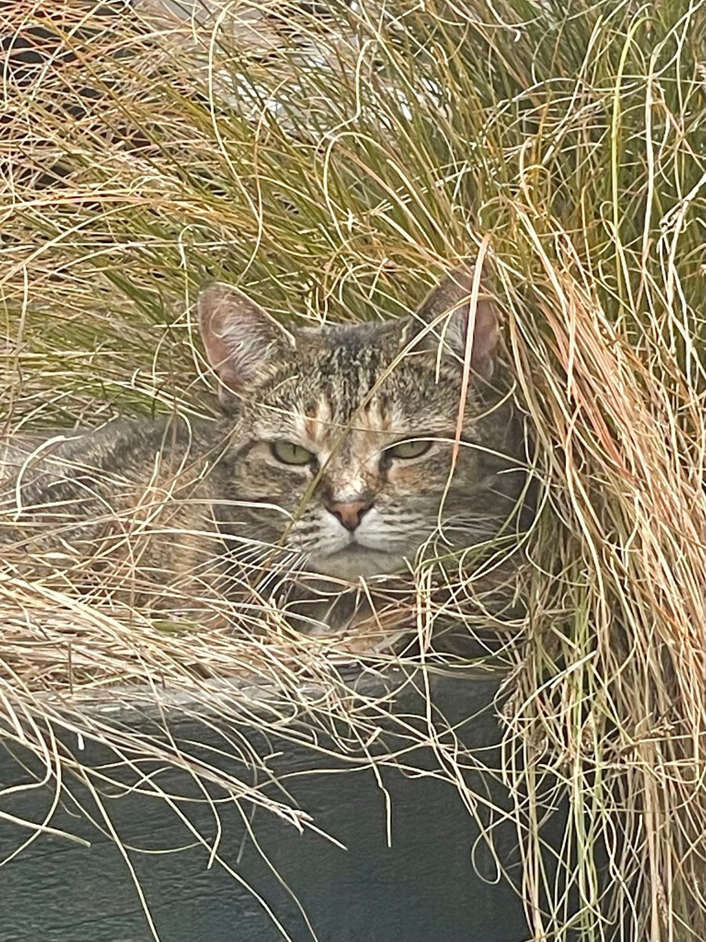 Special Circumstances: Lion in&nbsp;wait